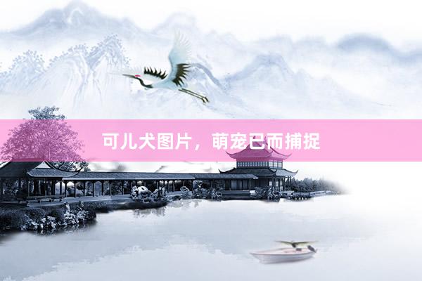 可儿犬图片，萌宠已而捕捉